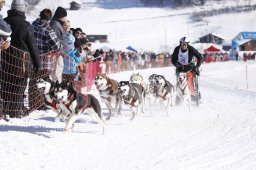 Lenk 2013